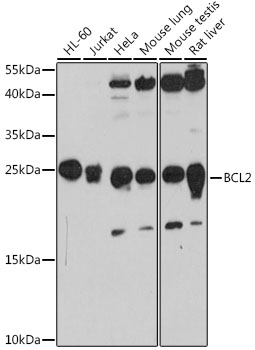 BCL2 Antibody