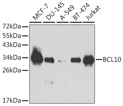 BCL10 Antibody, KO Validated