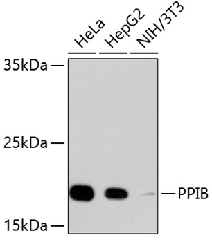 PPIB Antibody [C2D4]