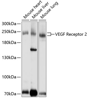 VEGF Receptor 2 Antibody