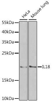 IL18 Antibody, KO Validated