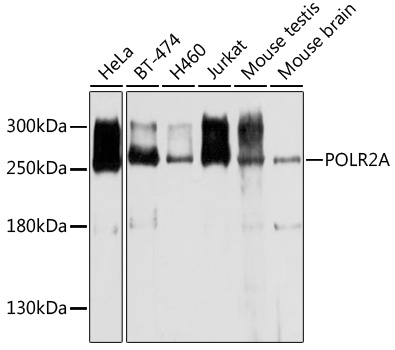 POLR2A Antibody