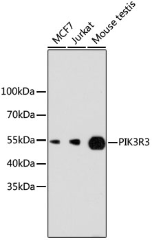 PIK3R3 Antibody [4F10A1]