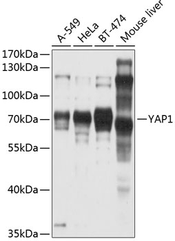 YAP1 Antibody