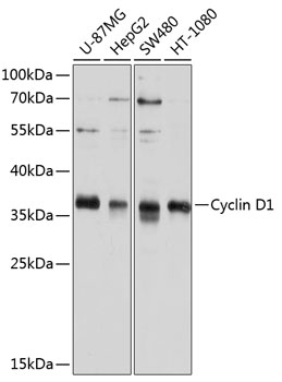 Cyclin D1 Antibody