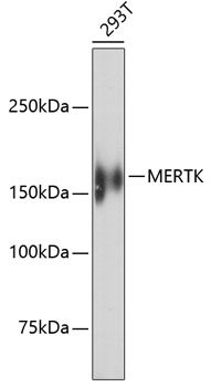 MERTK Antibody [H1B0]