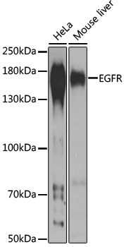 EGFR Antibody
