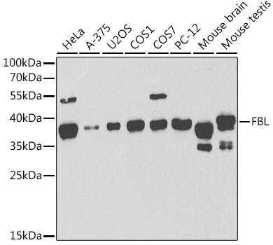 FBL Antibody