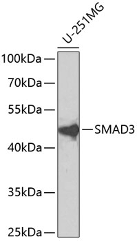 SMAD3 Antibody