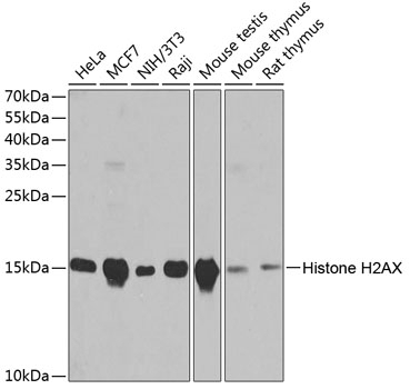 Histone H2AX Antibody