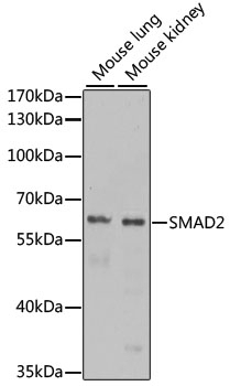 SMAD2 Antibody