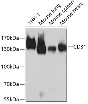 CD31 Antibody