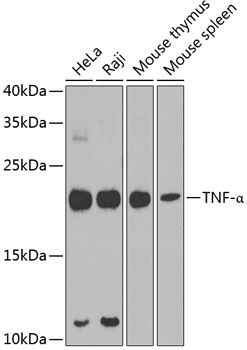 TNF- Antibody