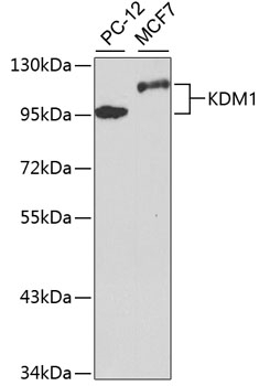 KDM1 Antibody, KO Validated