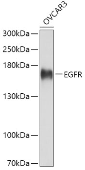 EGFR Antibody