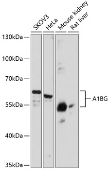 A1BG Antibody