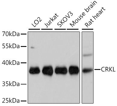 CRKL Antibody, KO Validated