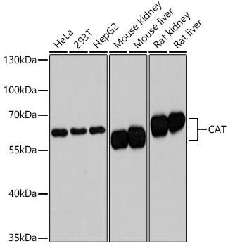 CAT Antibody