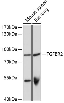 TGFBR2 Antibody