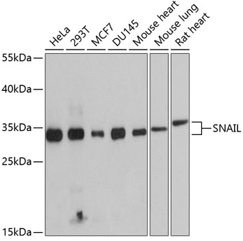 SNAIL Antibody