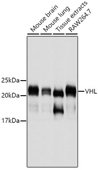 VHL Antibody [F5D4]