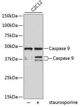 Caspase 9 Antibody [A7C3]