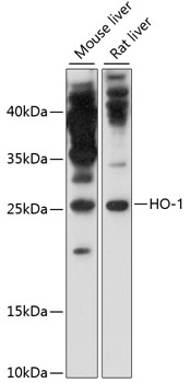 HO-1 Antibody
