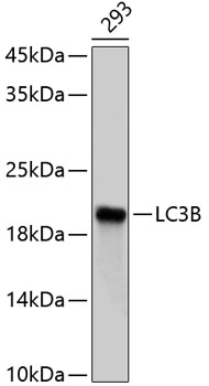 LC3B Antibody