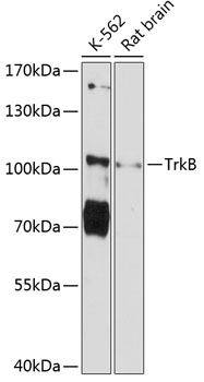 TrkB Antibody