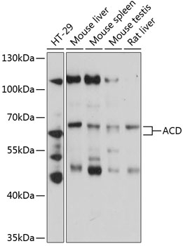 ACD Antibody