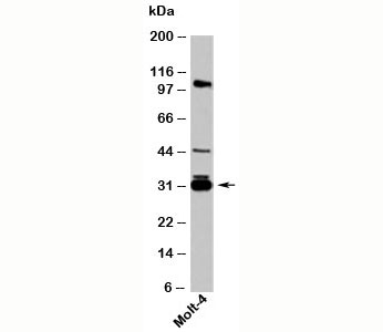 14-3-3 sigma Antibody