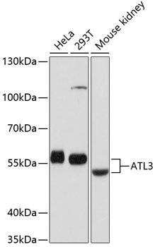 ATL3 Antibody