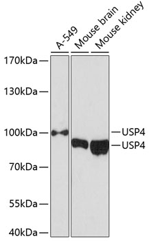 USP4 Antibody