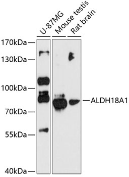 ALDH18A1 Antibody