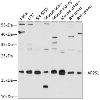 AP2S1 Antibody
