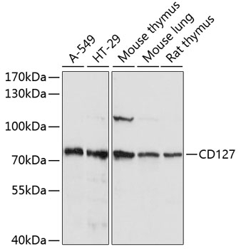 CD127 Antibody