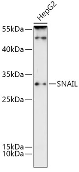 SNAI1 Antibody