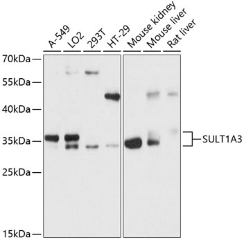 SULT1A3 Antibody