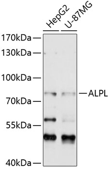 ALPL Antibody