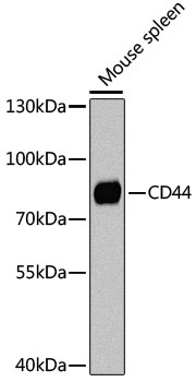 CD44 Antibody, KO Validated