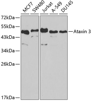 Ataxin 3 Antibody