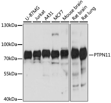 PTPN11 Antibody, KO Validated
