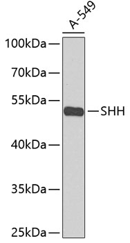 SHH Antibody