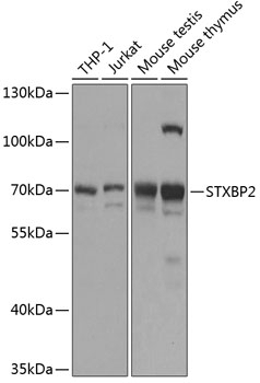 STXBP2 Antibody
