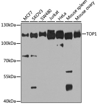 TOP1 Antibody
