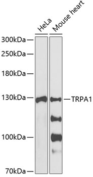 TRPA1 Antibody