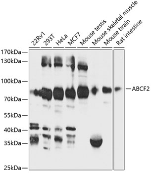 ABCF2 Antibody