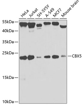 CBX5 Antibody