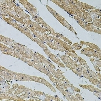 TRPV3 Antibody