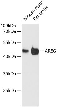 AREG Antibody